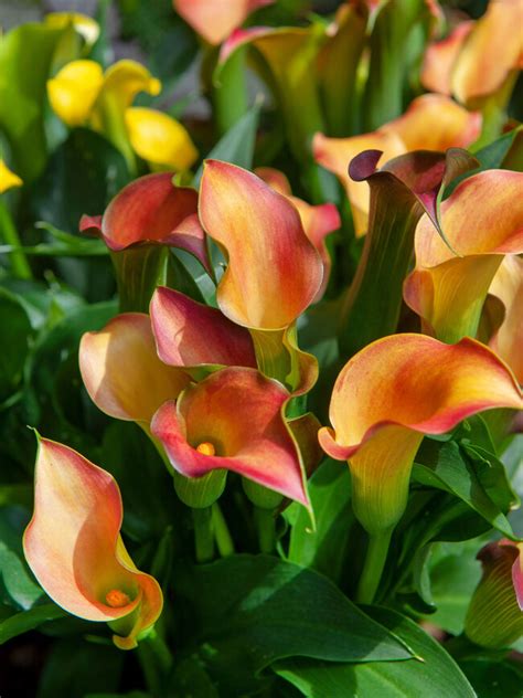 The Orange Calla Lily: A Vibrant Addition to Your Garden